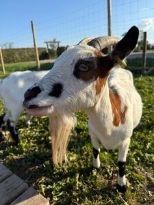 🐐 Meckerziege Kara